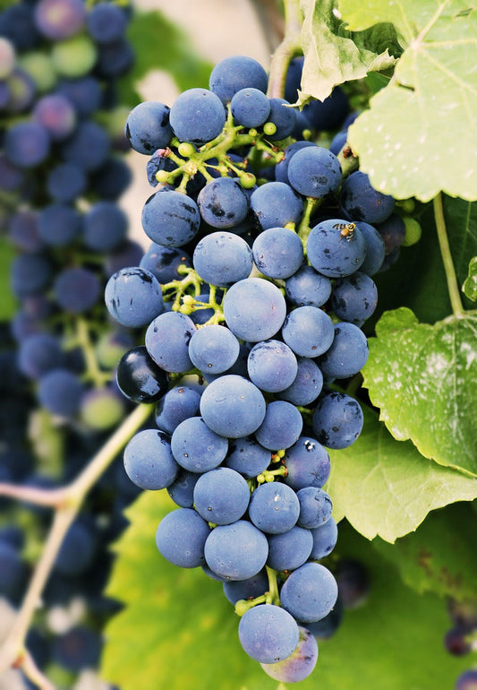 The Rise of Organic Food: Why More People Are Choosing Green - Balanced Life Goods