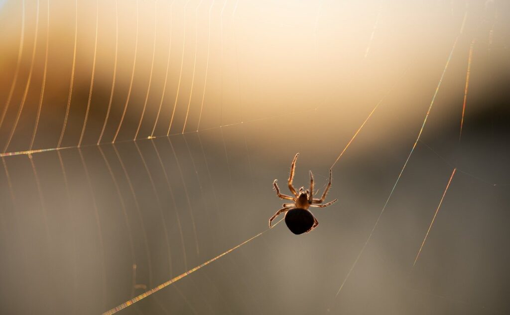 How to Get Rid of Spiders: Effective Home Remedies